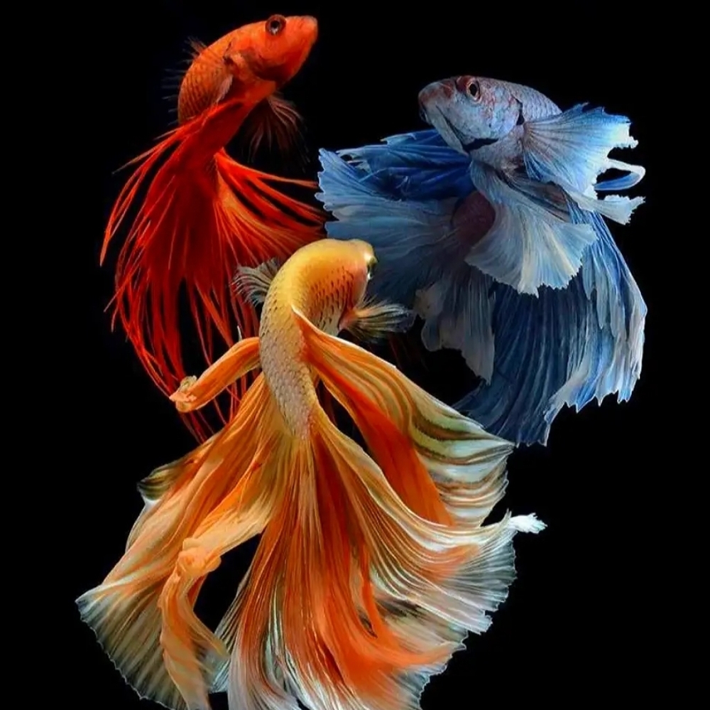 Meet your Posher, Beverly